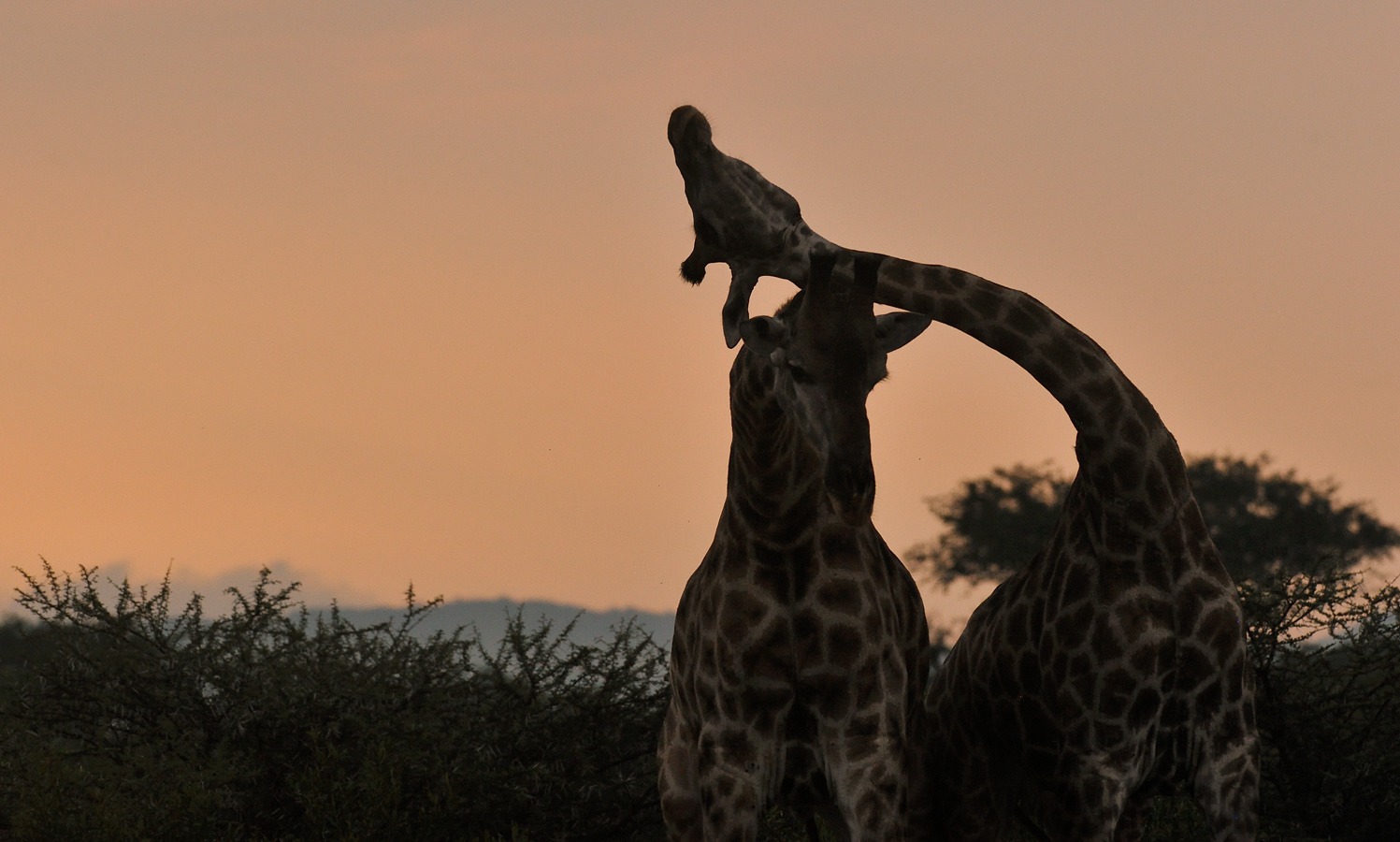 Giraffa giraffa giraffa [280 mm, 1/800 sec at f / 8.0, ISO 1600]